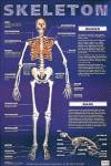 SKELETON