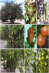 TRATADO�DE�FRUTICULTURA�PARA�ZONAS��RIDAS�Y�SEMI�RIDAS