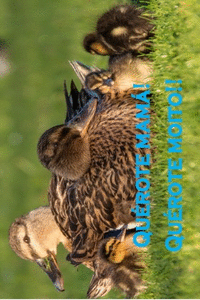 (POSTAL) QU�ROTE MAM� PARRULI�OS