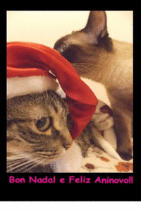 (POSTAL) BON NADAL GATI�OS